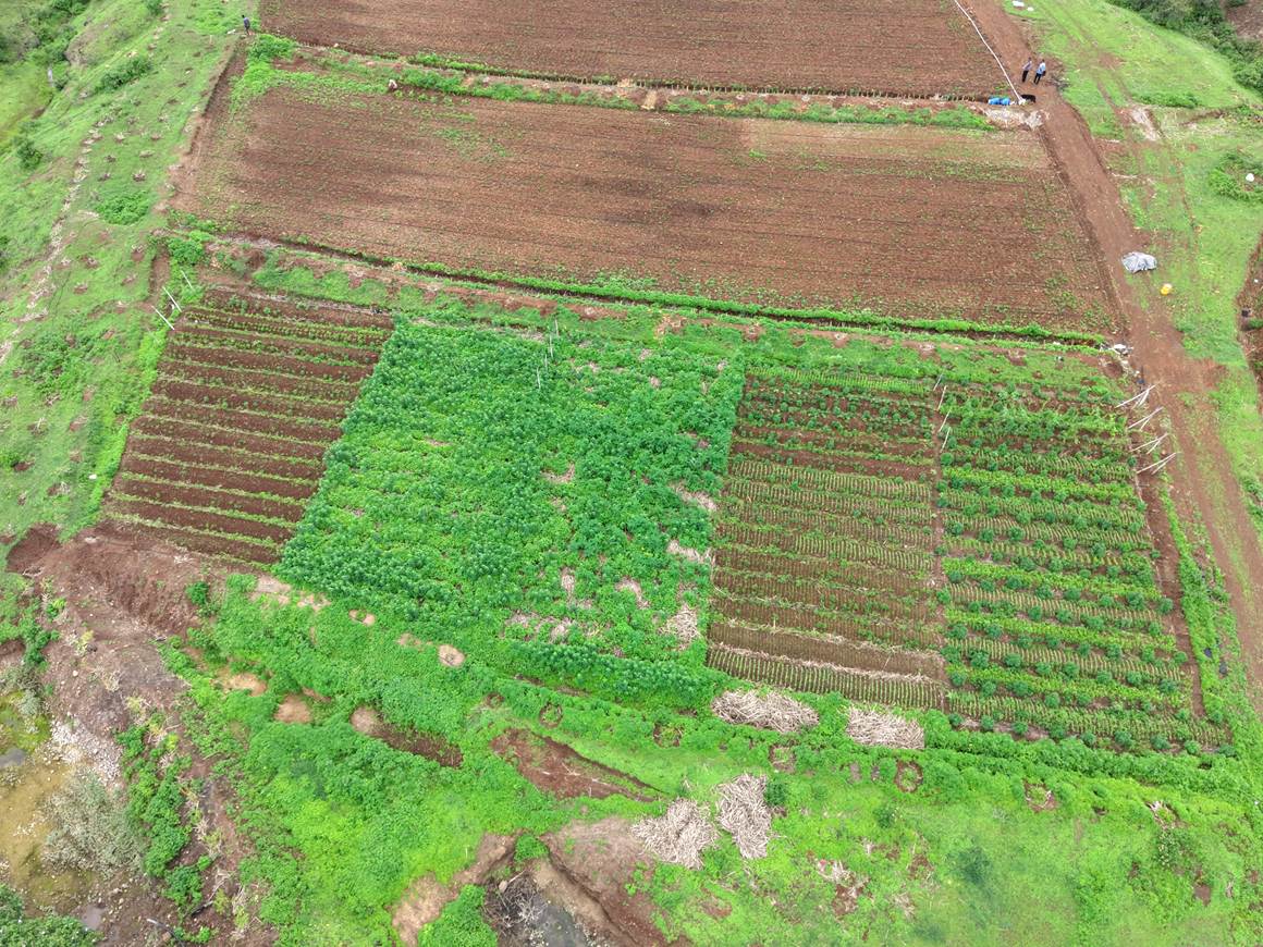 Drone view of the Sattvaved natural farm near Pune — companion-crop beds between the hills