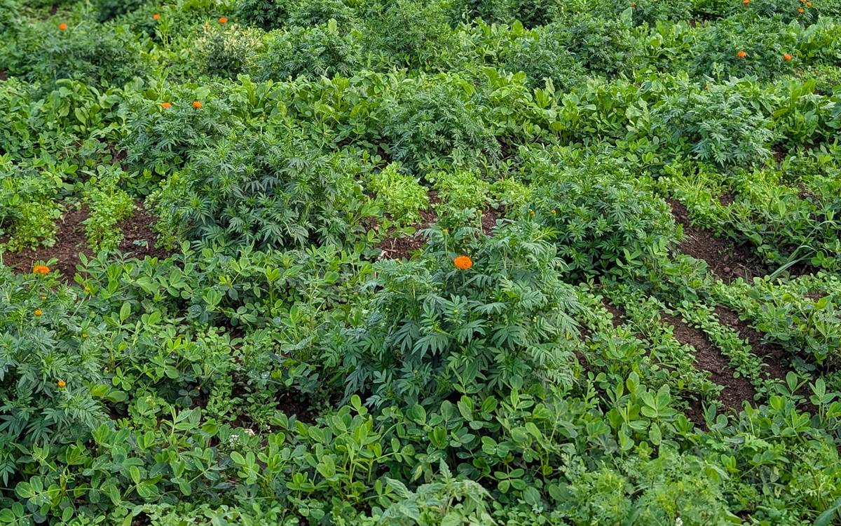 Companion farming on the Sattvaved farm — mixed vegetable crops growing with zendu (marigold)