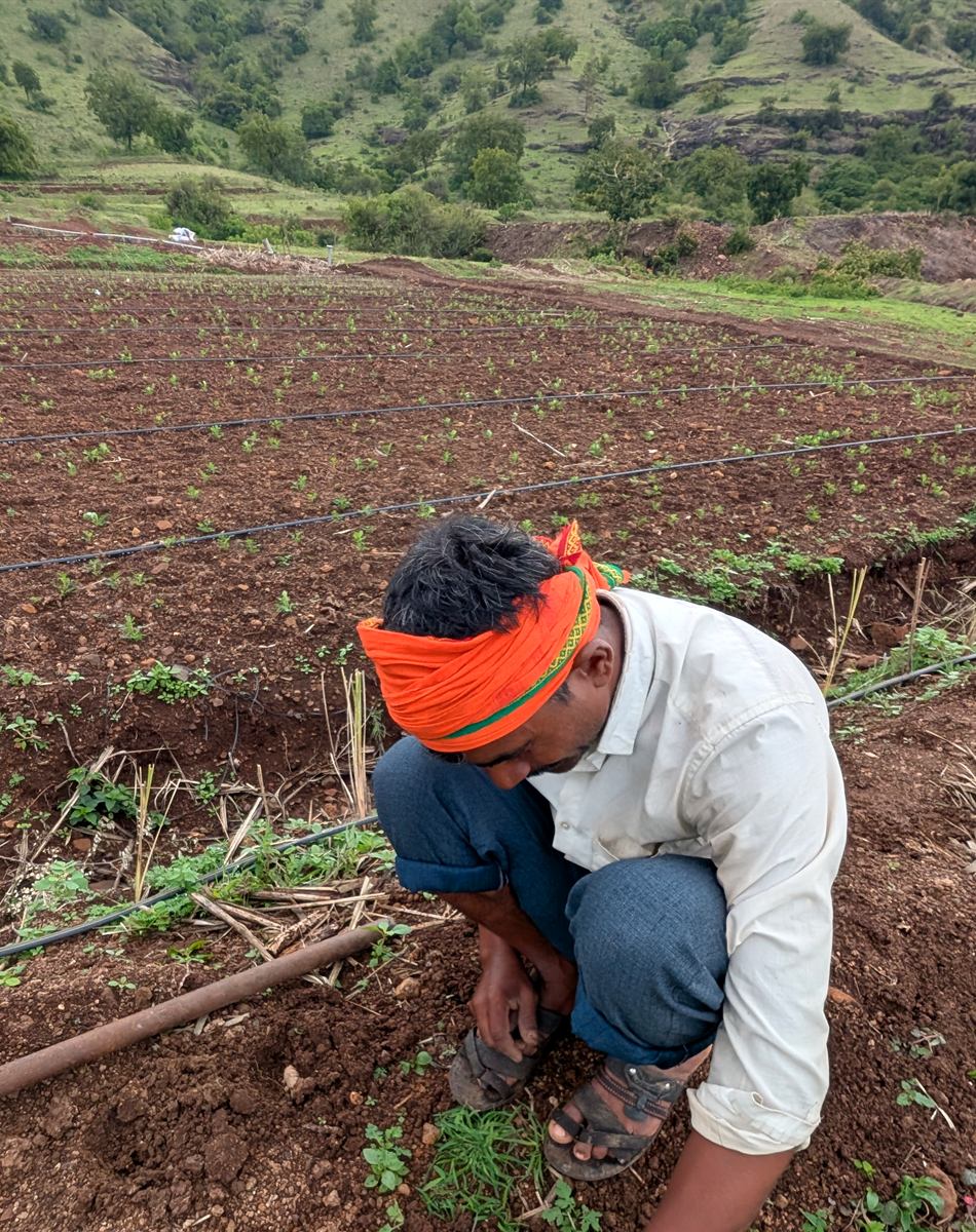 A farmer tending young seedlings by hand on the Sattvaved natural farm near Pune, hills behind