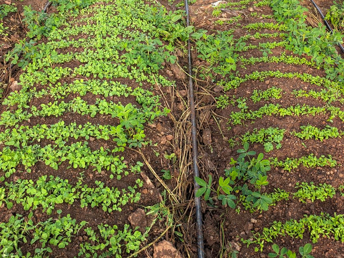 Young crop rows at the 1-guntha experiment — real photo